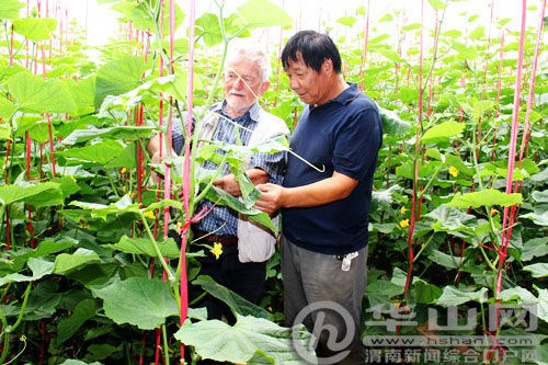 法国蔬菜专家指导澄县设施农业产业