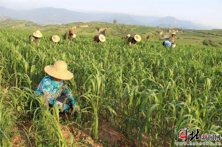 丰宁发展有机农业推进生态建设助力脱贫攻坚
